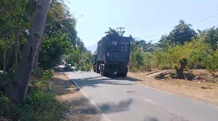 Angin Monsun Timur Sebabkan Pohon Tumbang di Flores Timur, BMKG Minta Warga Waspada